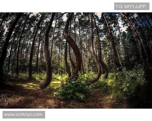 波兰特与伐木工的激烈对决揭示了森林保护的重要性与挑战